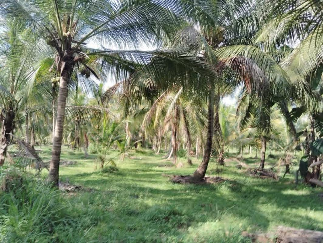 Agricultural Land for Sale in Wariyapola