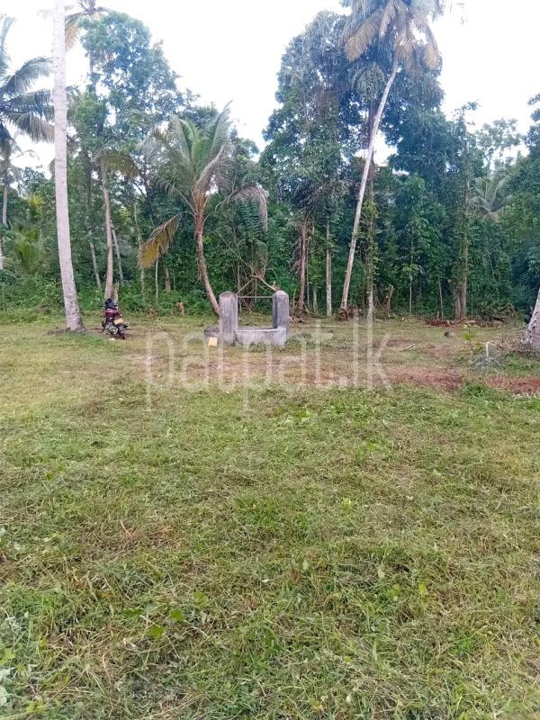 Agricultural Land for Sale in Maho