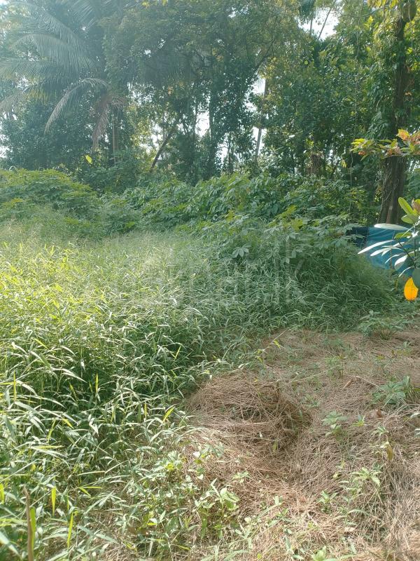 Agricultural Land for Sale in Wellawaya