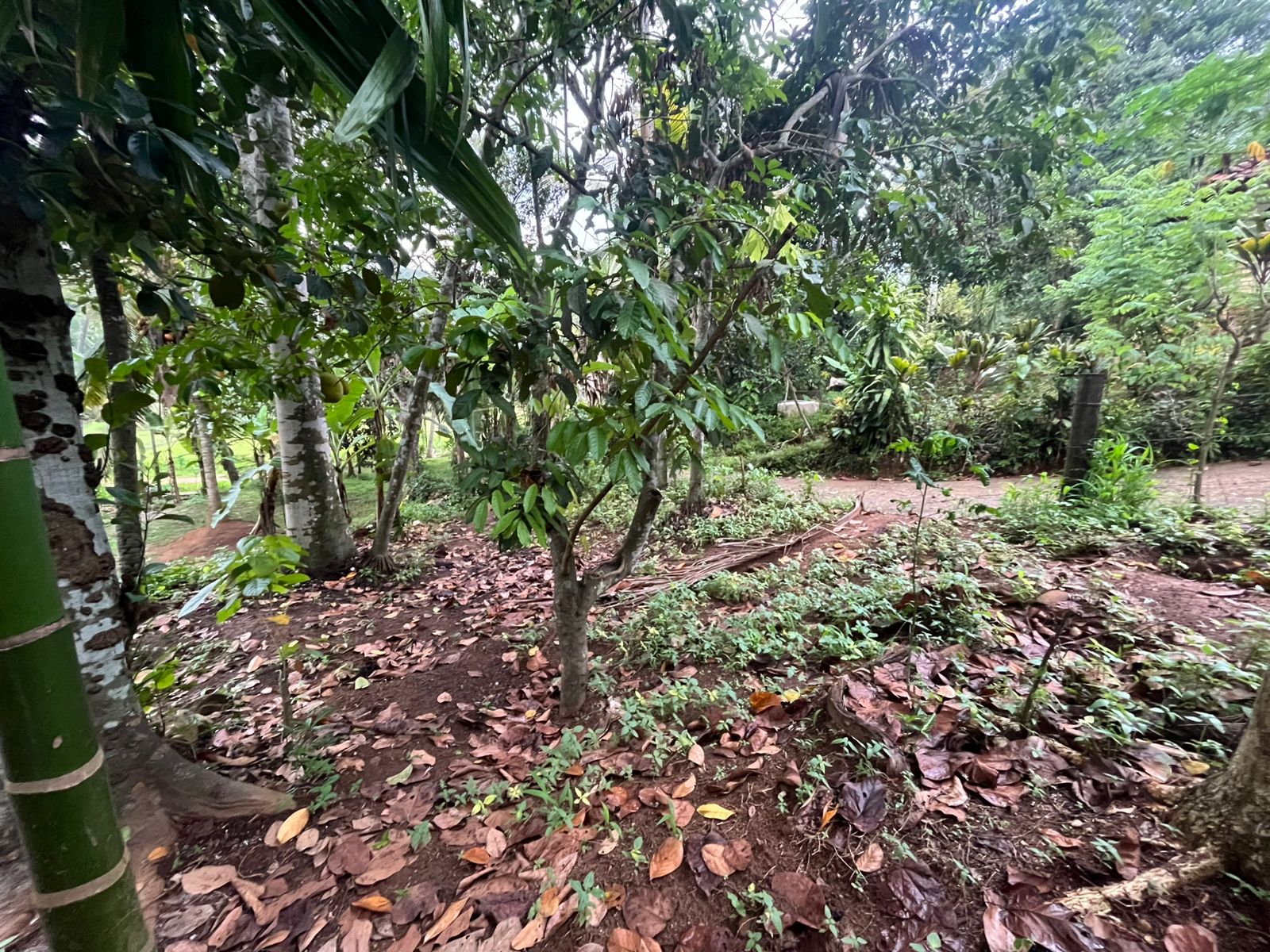 Commercial Land for Sale in Rambukkana ads-image-1