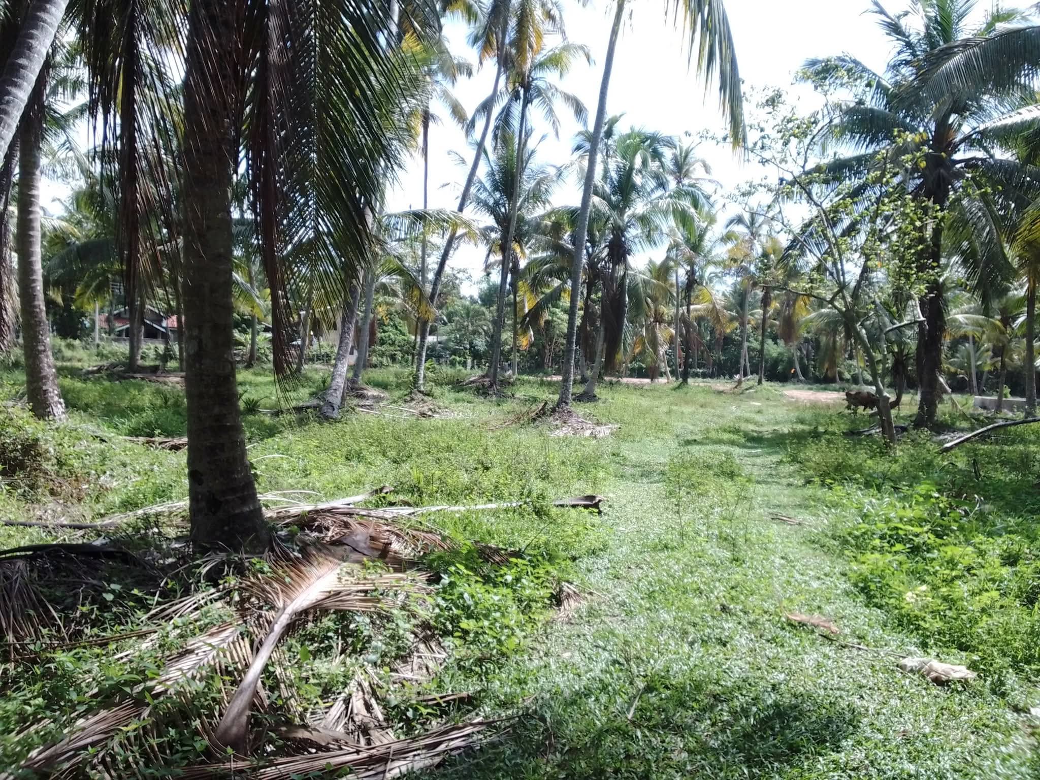 Agricultural Land for Sale in Lunuwila