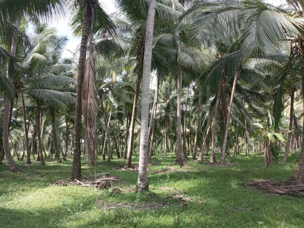 Agricultural Land for Sale in Maspotha