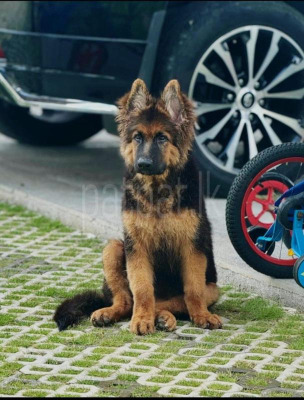 German Shepherd