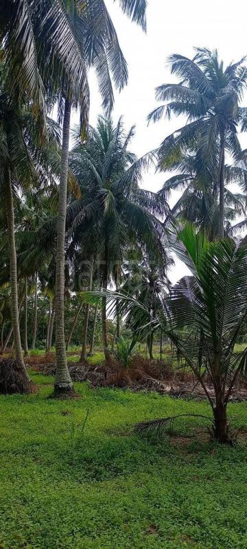 Agricultural Land for Sale in Attawilluwa ads-image-1
