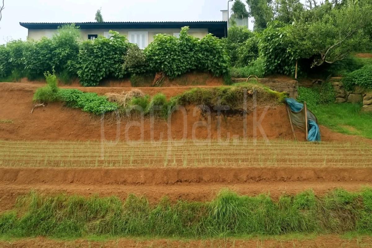 Agricultural Land for Sale in Nuwara Eliya ads-image-1