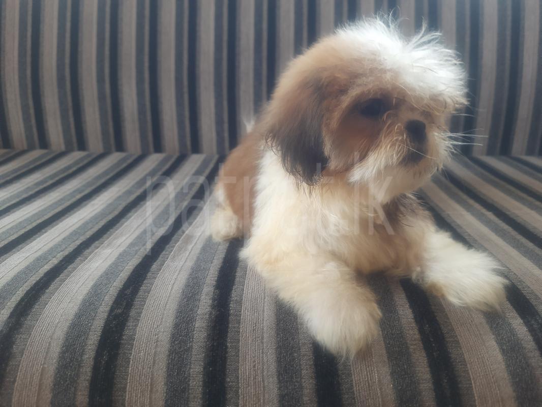 Advertisement image 3