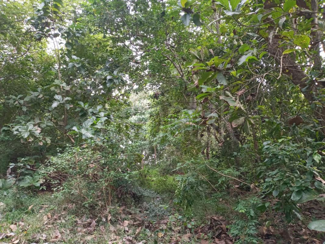 Agricultural Land for Sale in Narammala