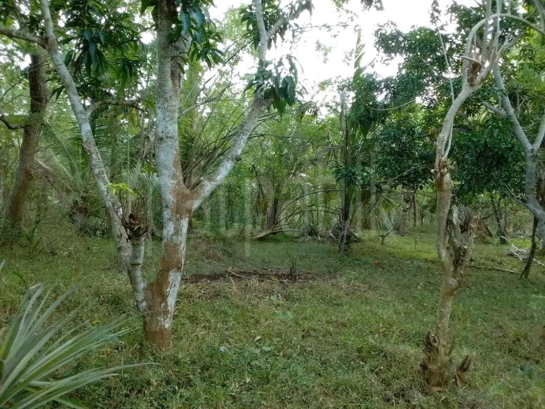 Residential Land for Sale in Kandana