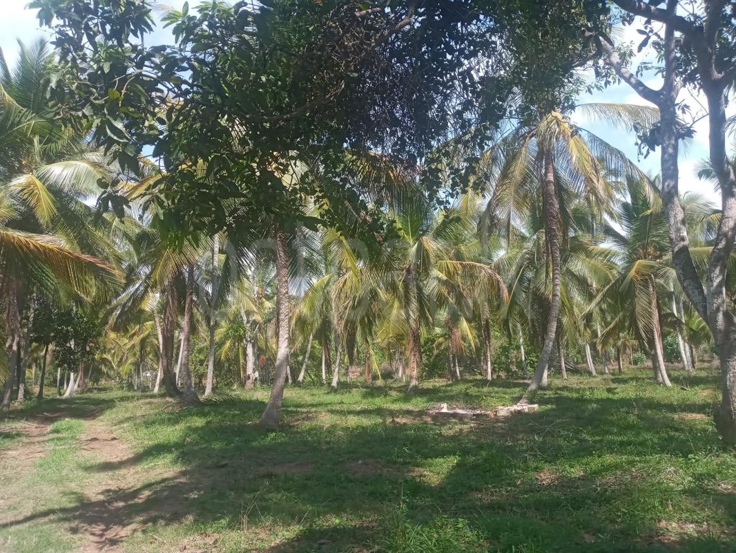 Agricultural Land for Sale in Katupota
