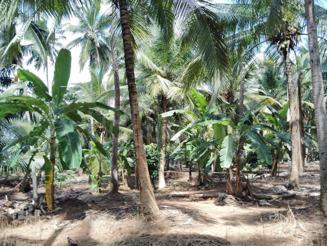 Agricultural Land for Sale in Melsiripura