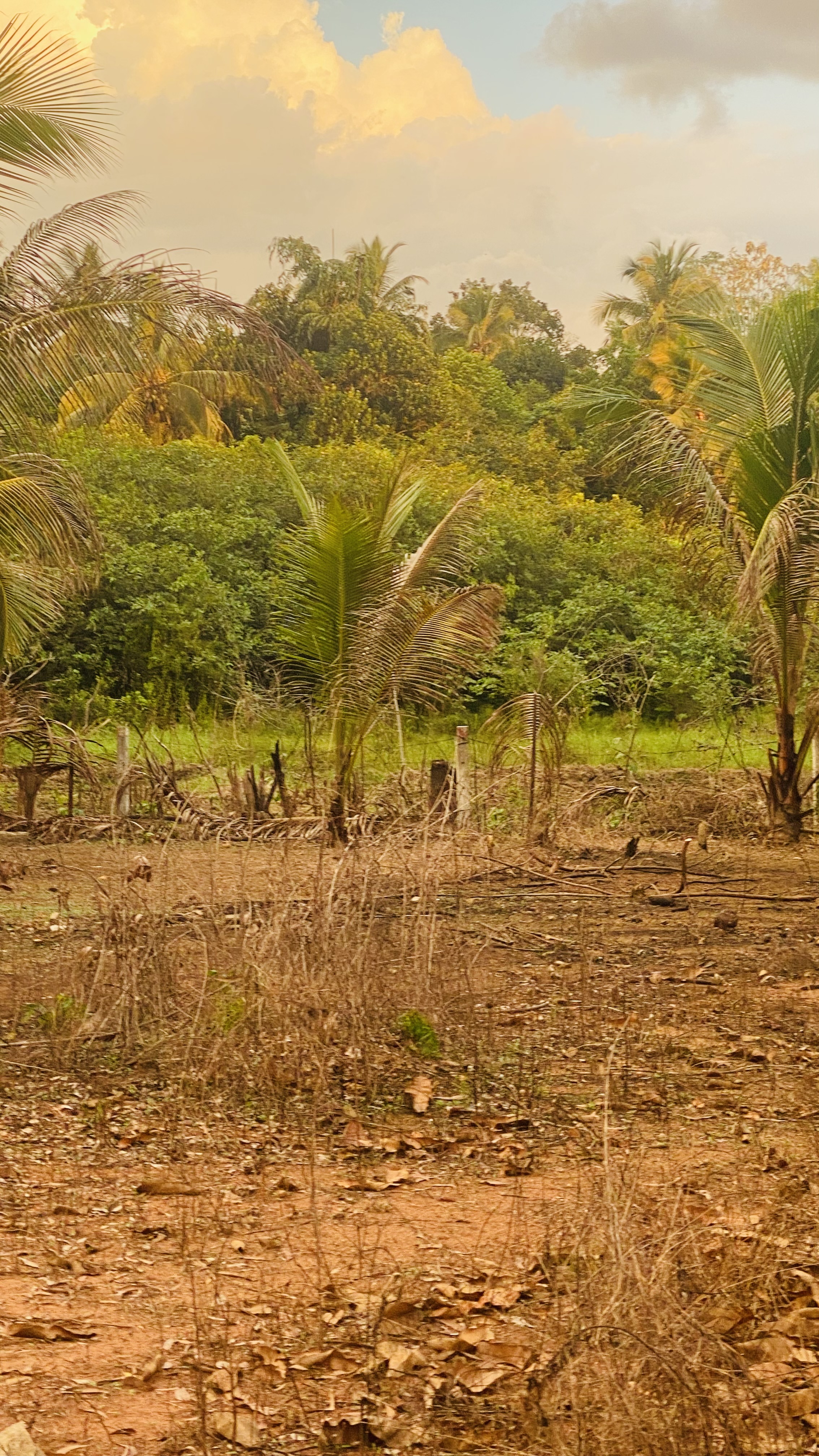 Residential Land for Sale in Wadduwa