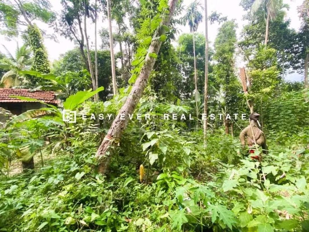 Commercial Land for Sale in Nittambuwa ads-image-1