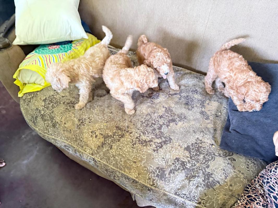 Advertisement image 4