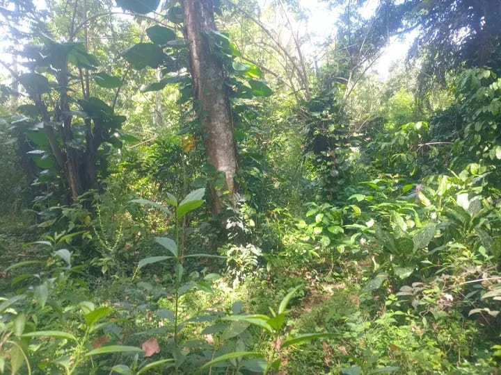 Residential Land for Sale in Badulla
