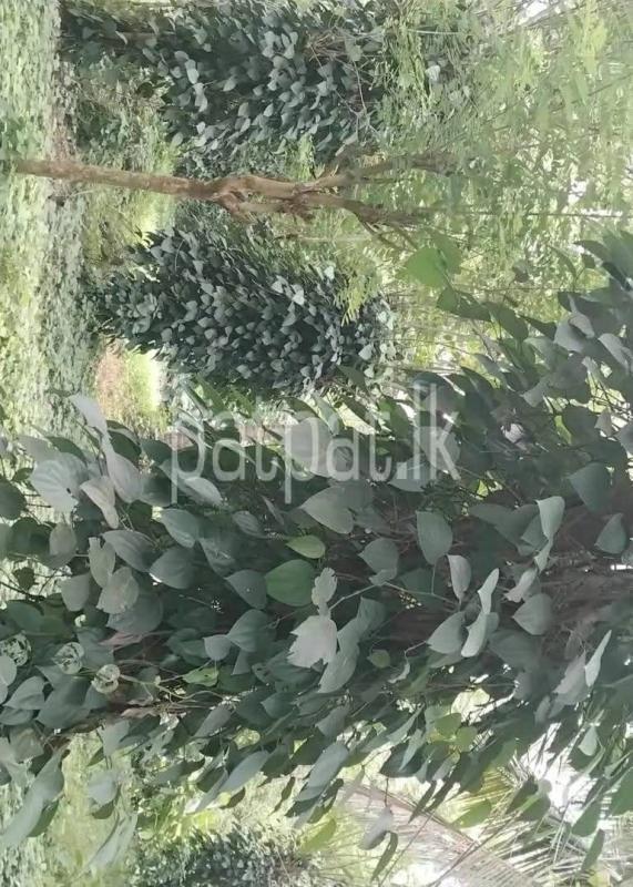 Agricultural Land for Sale in Badalgama