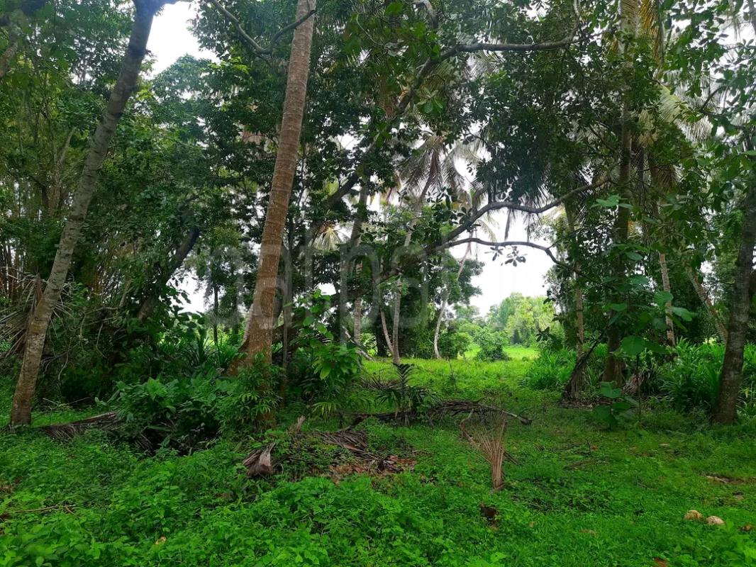 Agricultural Land for Sale in Kalawana