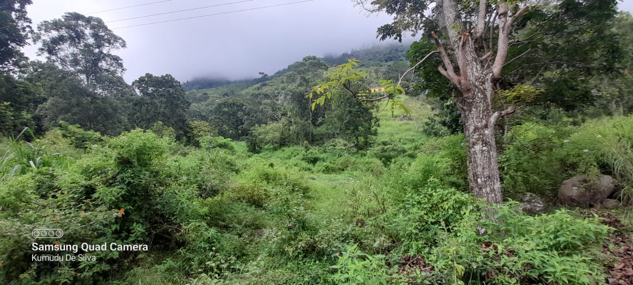 Commercial Land for Sale in Haputale