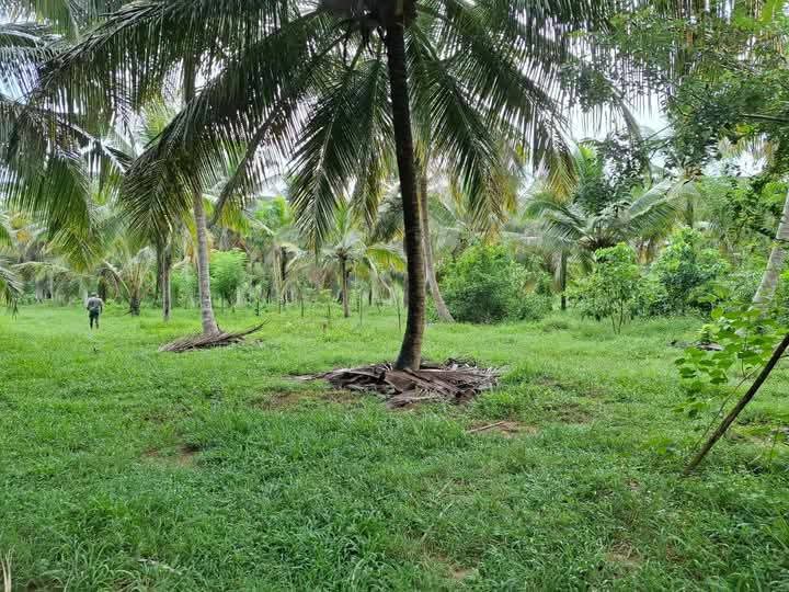 Agricultural Land for Sale in Kurunegala