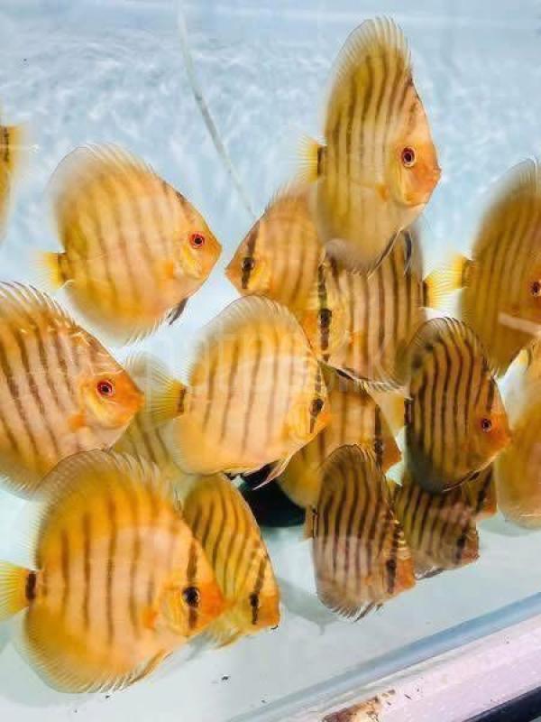 Discus fish ads-image-1