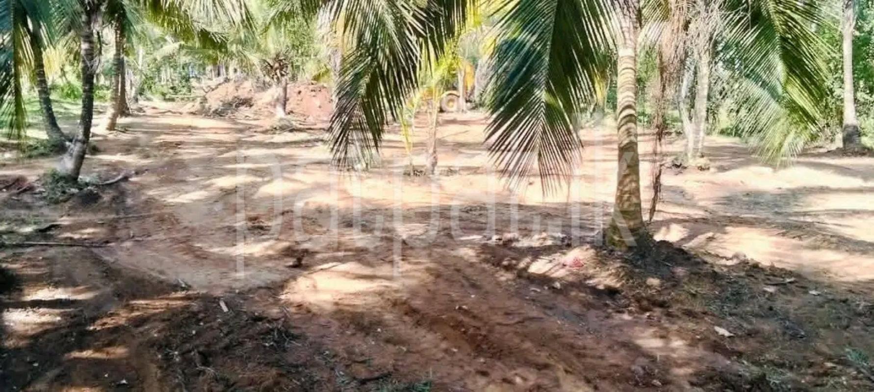 Agricultural Land for Sale in Veyangoda