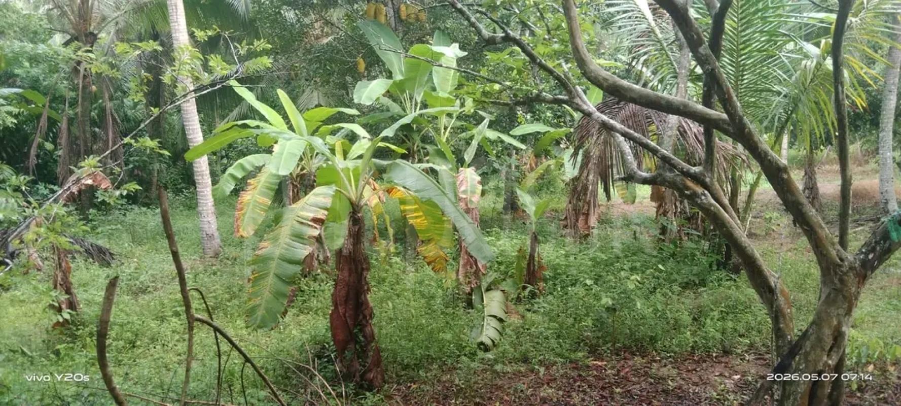 Agricultural Land for Sale in Mawathagama