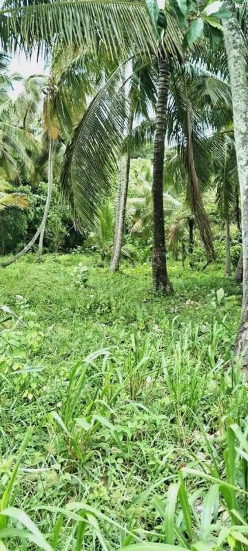 Agricultural Land for Sale in Kurunegala