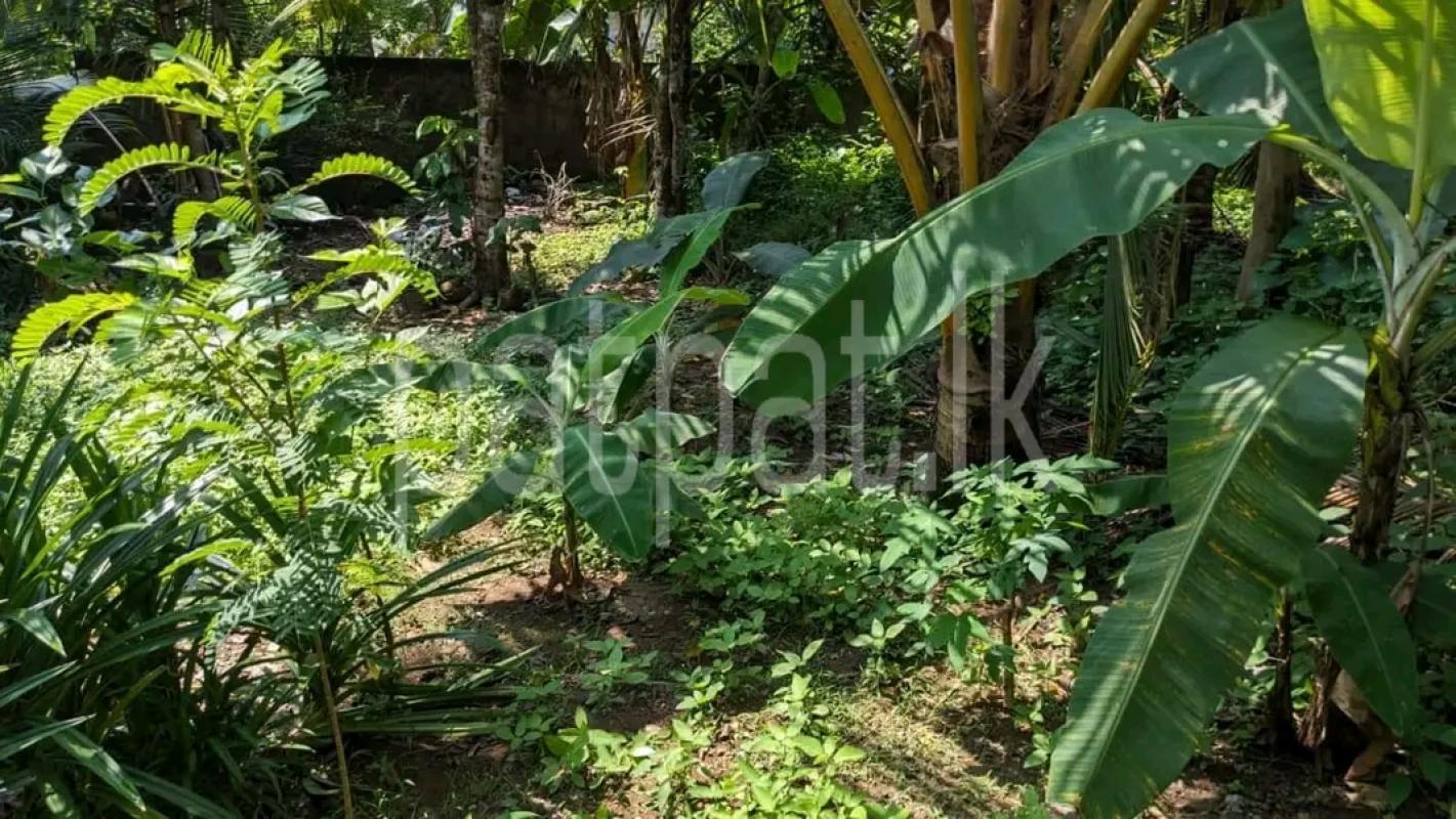 Agricultural Land for Sale in Habarana