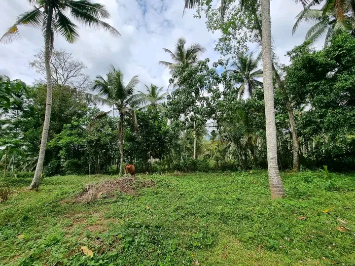 Commercial Land for Sale in Padukka