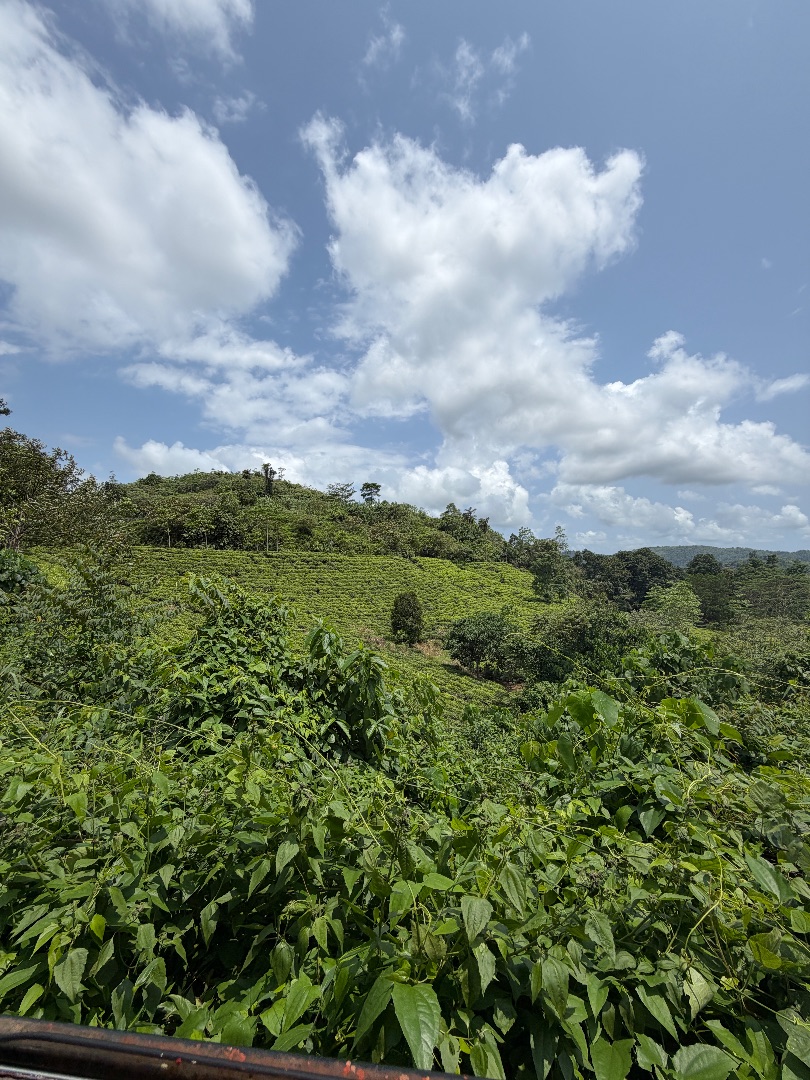 Agricultural Land for Sale in Bulathsinhala