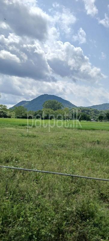Agricultural Land for Sale in Kataragama