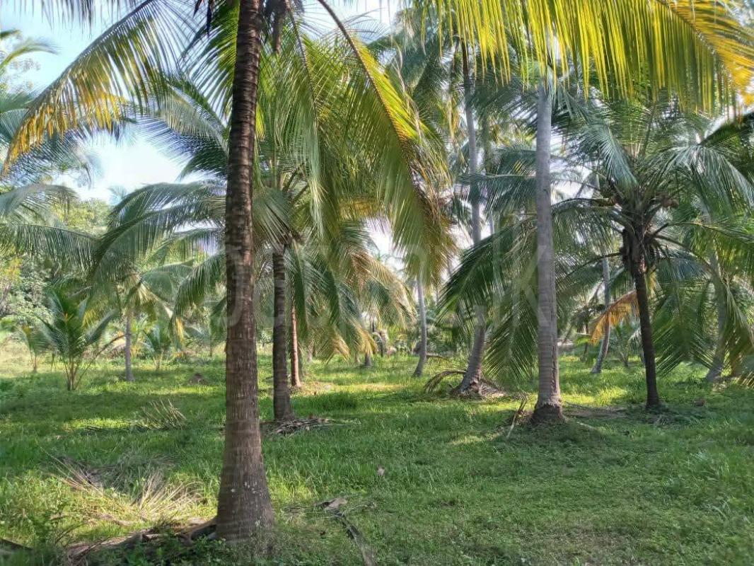 Agricultural Land for Sale in Kurunegala