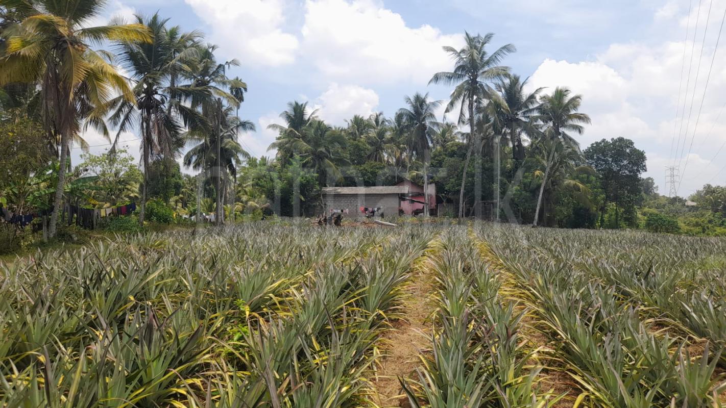 Agricultural Land for Sale in Dompe