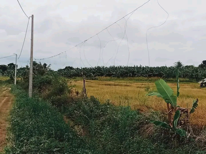 Commercial Land for Sale in Hambantota ads-image-1