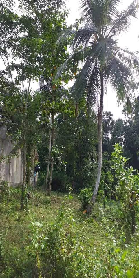 Commercial Land for Sale in Bandaragama ads-image-1