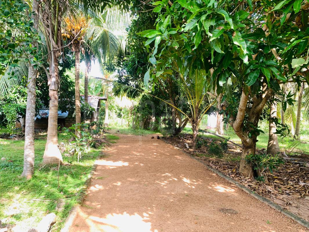 Agricultural Land for Sale in Vavuniya