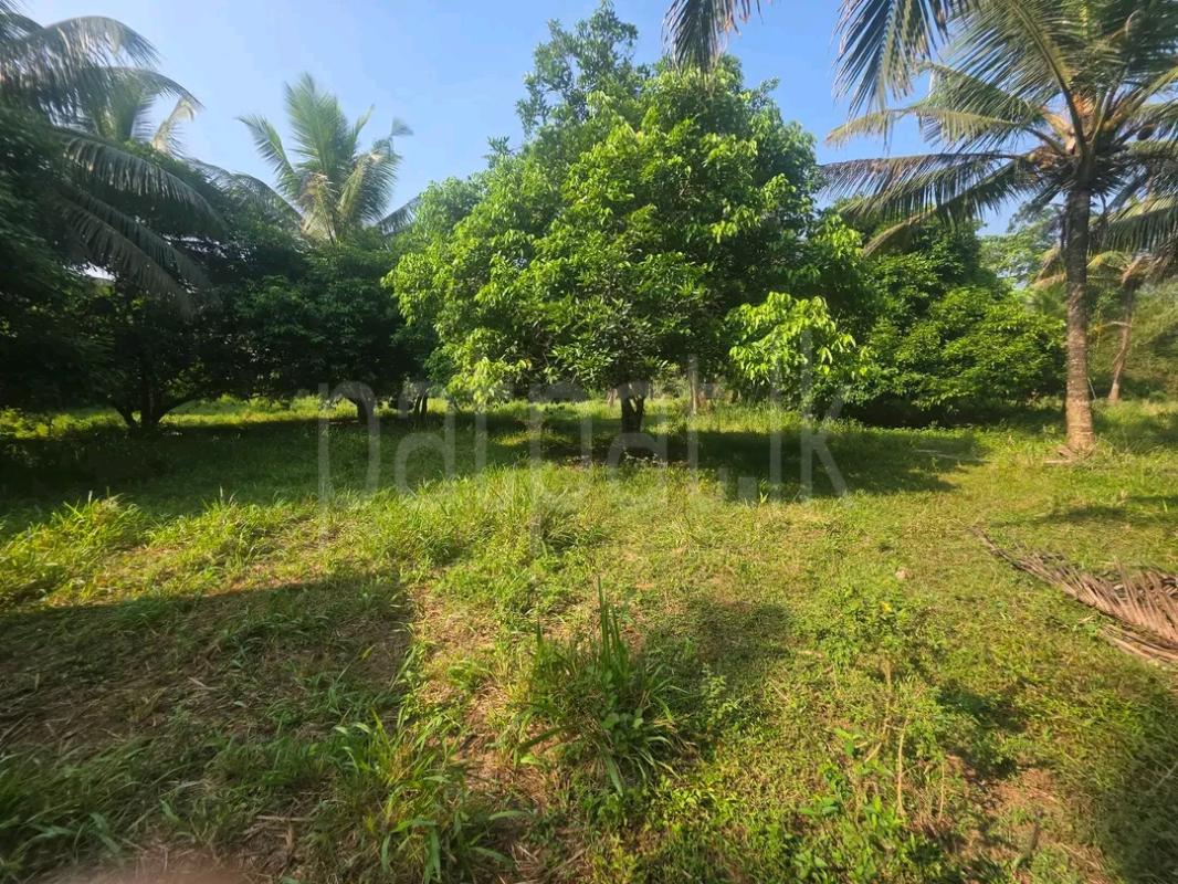 Agricultural Land for Sale in Piliyandala