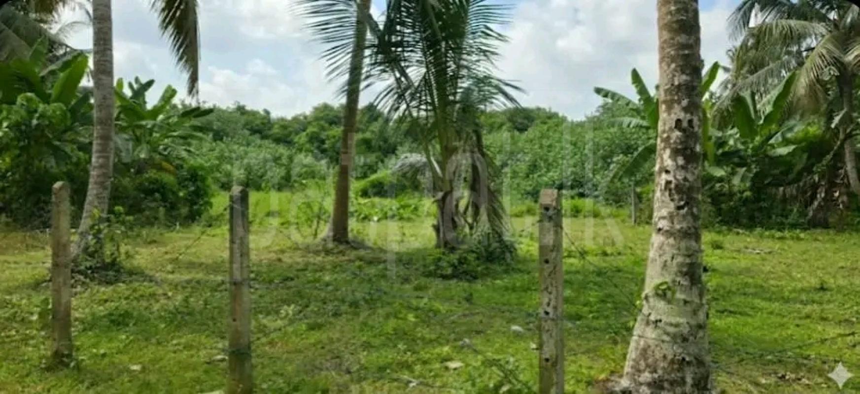 Residential Land for Sale in Maggona