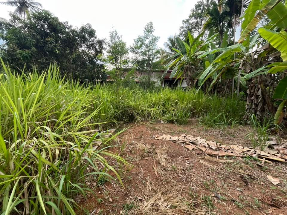 Commercial Land for Sale in Dewalegama