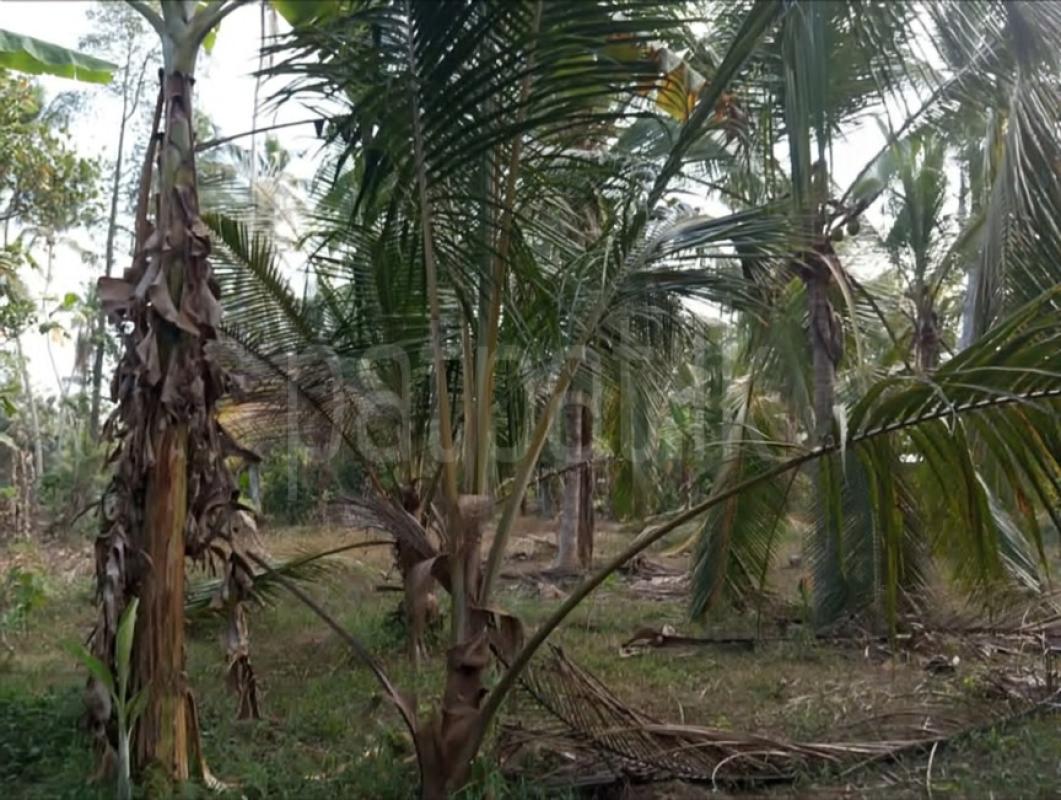 Commercial Land for Sale in Divulapitiya
