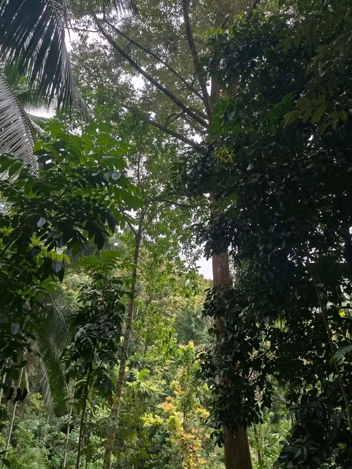 Commercial Land for Sale in Kitulgala