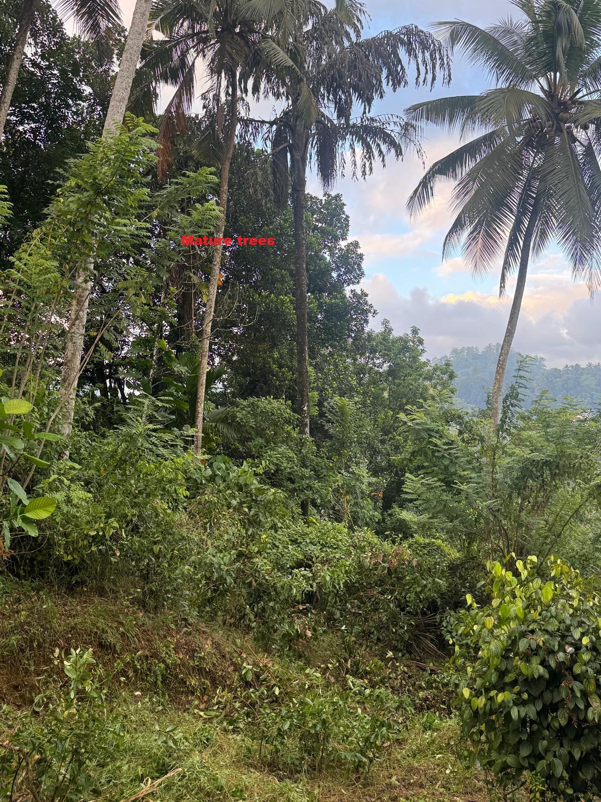 Residential Land for Sale in Ratnapura