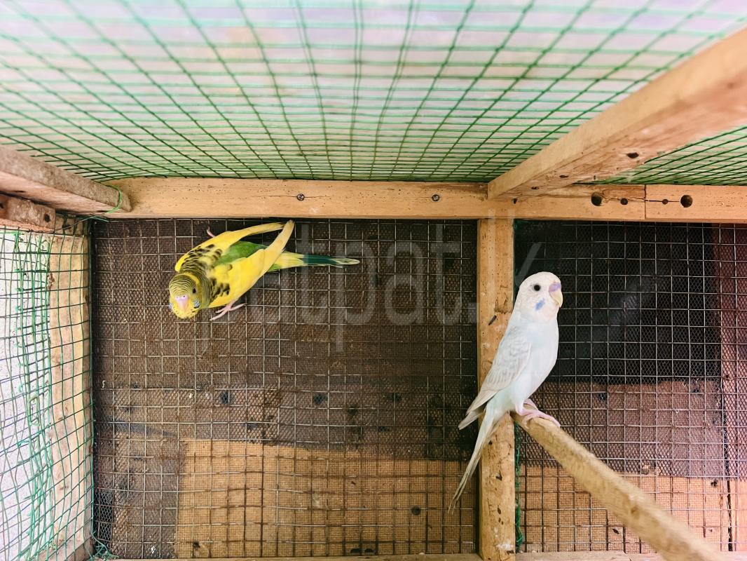 Love Birds - Budiges