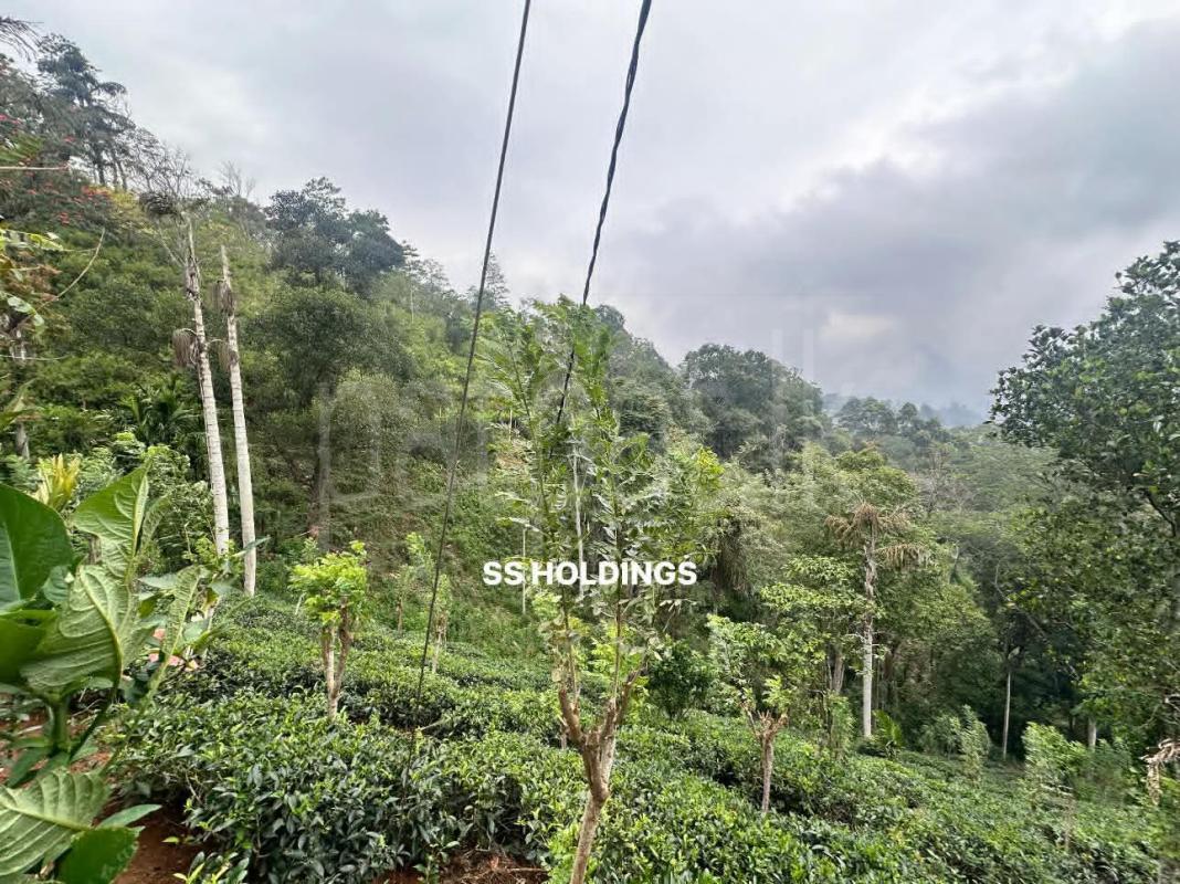 Agricultural Land for Sale in Passara