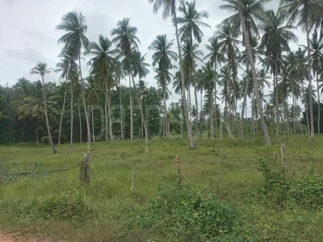 Agricultural Land for Sale in Wariyapola