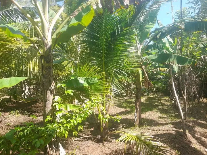 Residential Land for Sale in Ranna