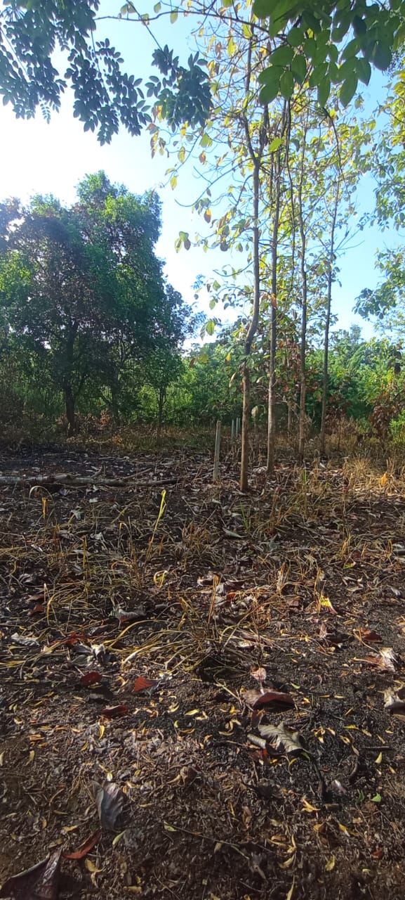 Commercial Land for Sale in Wellawaya