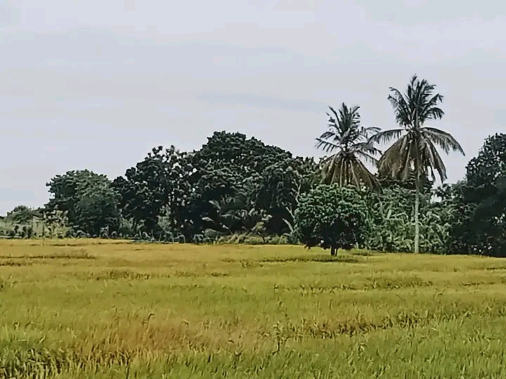 Commercial Land for Sale in Hambantota