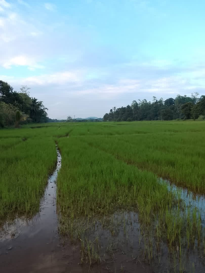 Agricultural Land for Sale in Meegoda