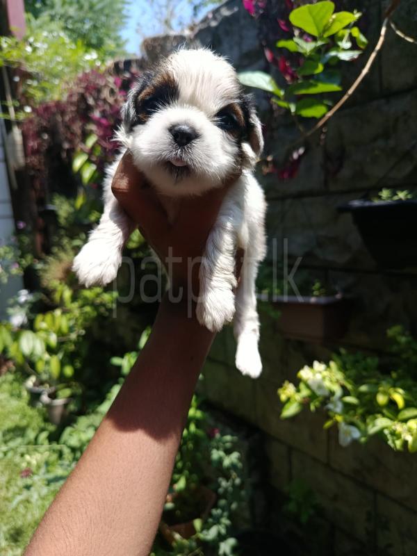 For sale  shifzu puppies