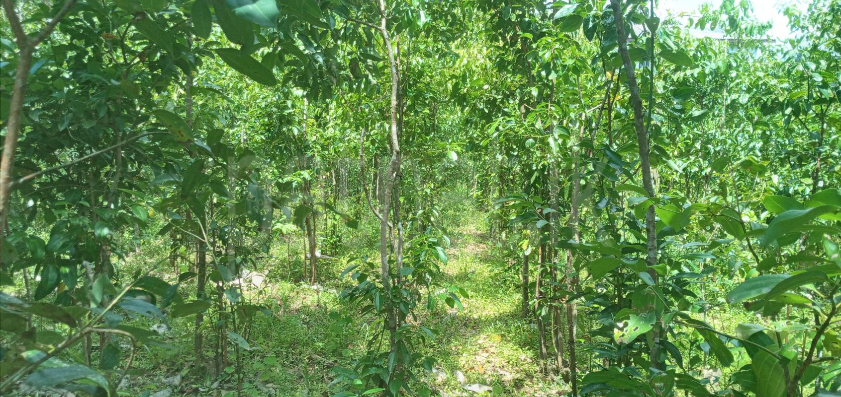 Agricultural Land for Sale in Karapitiya ads-image-1